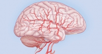 Новый способ оценки мозгового кровотока и активности мозга с помощью света